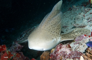 Maldives 2021 - Requin leopard - Leopard shark - Stegostoma fasciatum - DSC00231_rcf